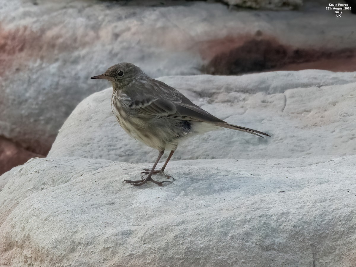 Rock Pipit - ML641009374