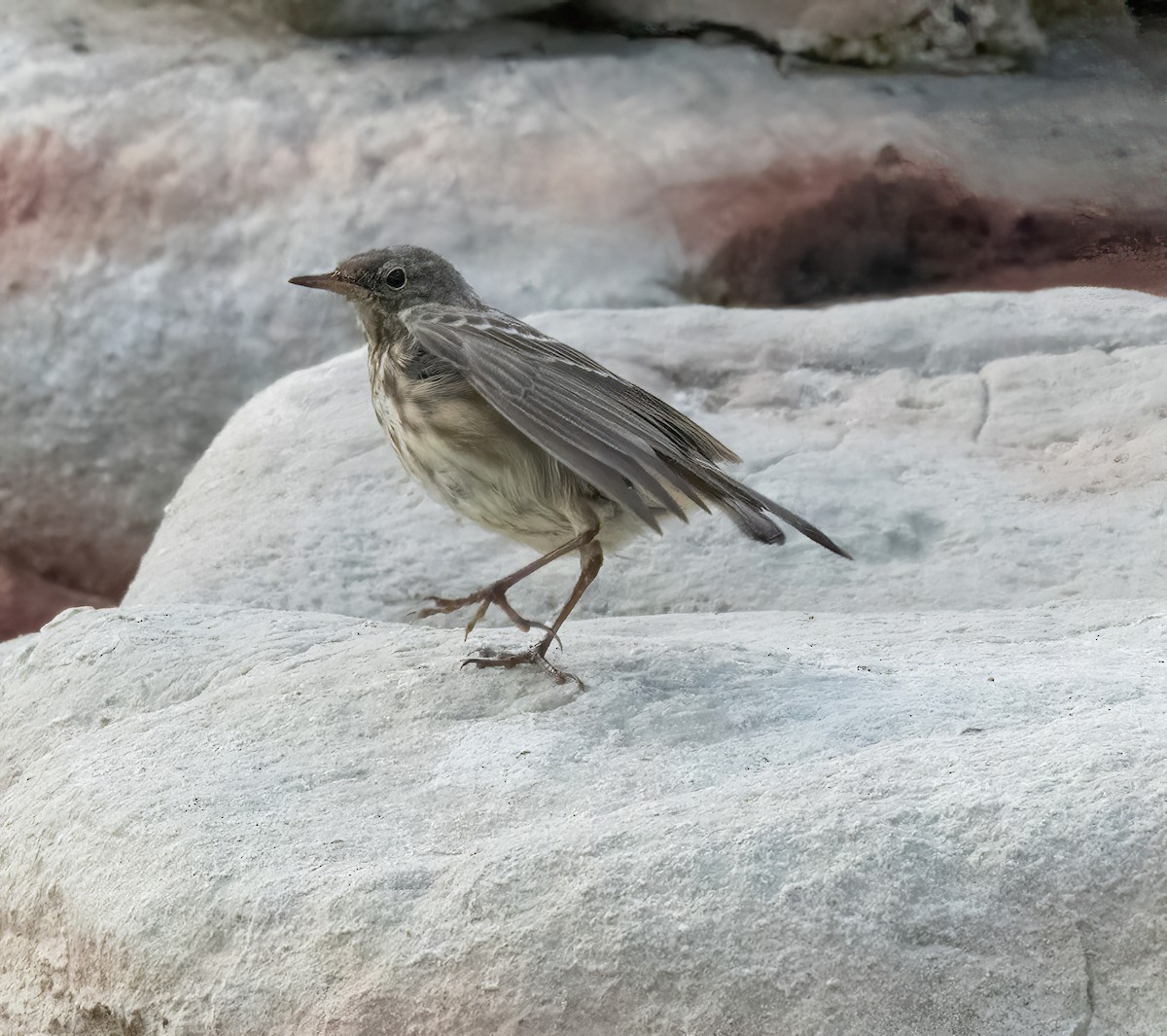 Rock Pipit - ML641009375