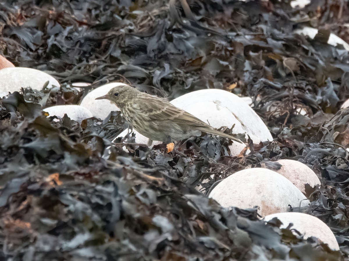Rock Pipit - ML641009376