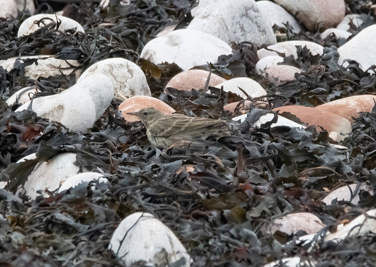 Rock Pipit - ML641009377
