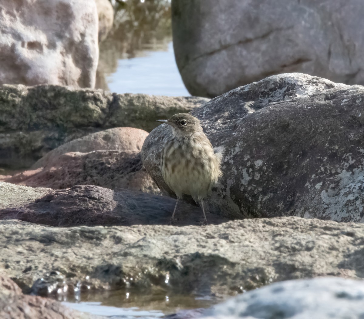 Rock Pipit - ML641009378