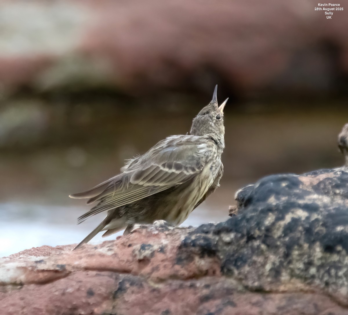 Rock Pipit - ML641009379
