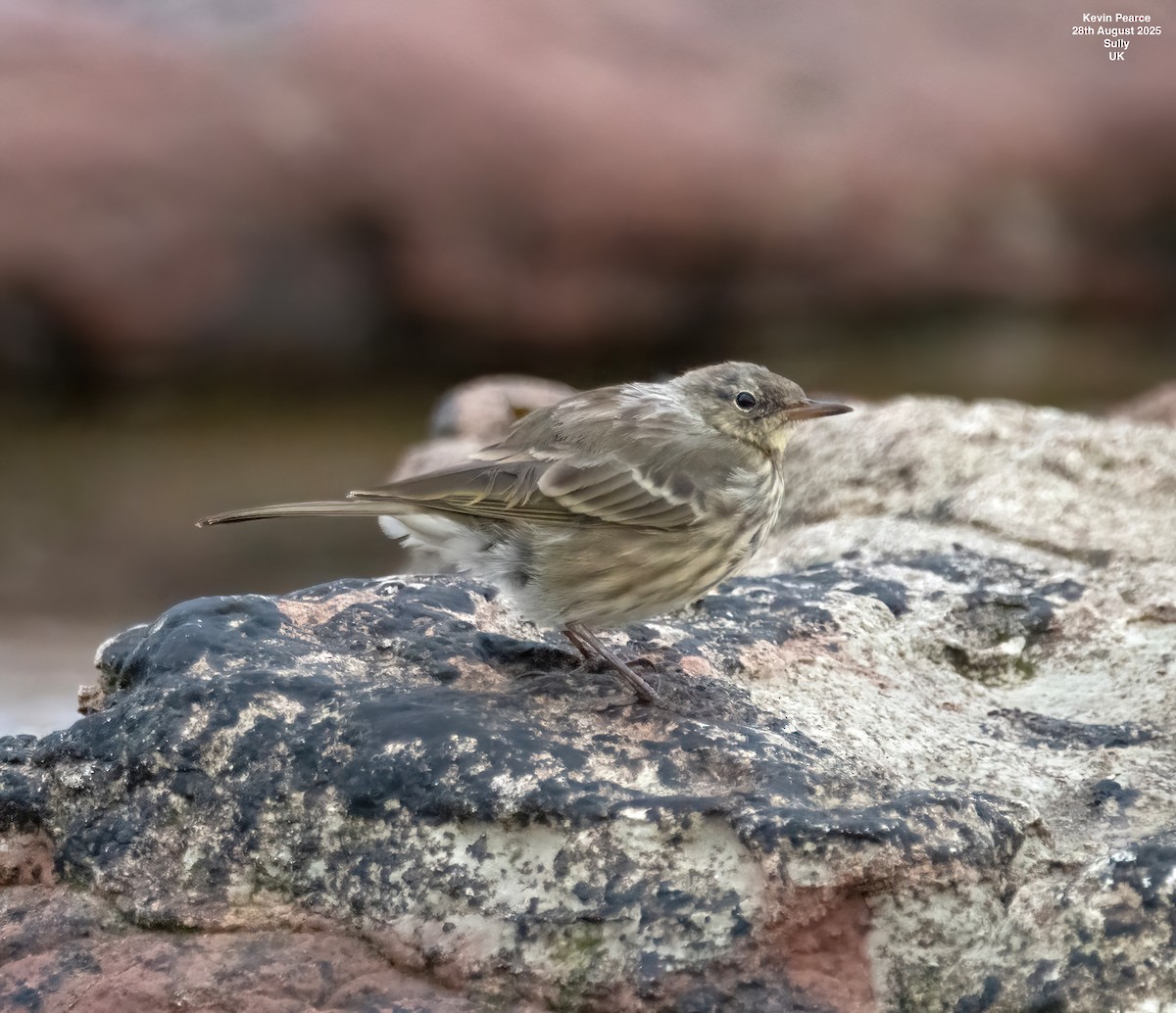 Rock Pipit - ML641009383