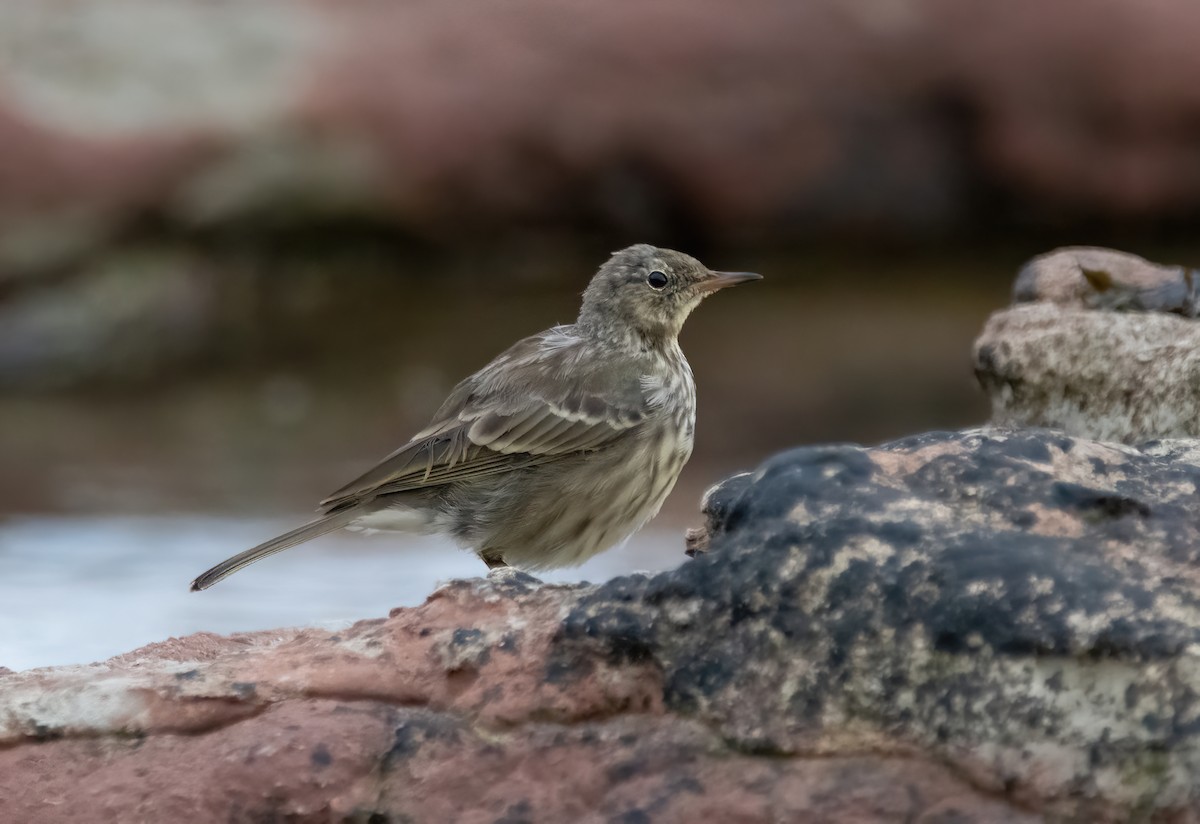 Rock Pipit - ML641009384