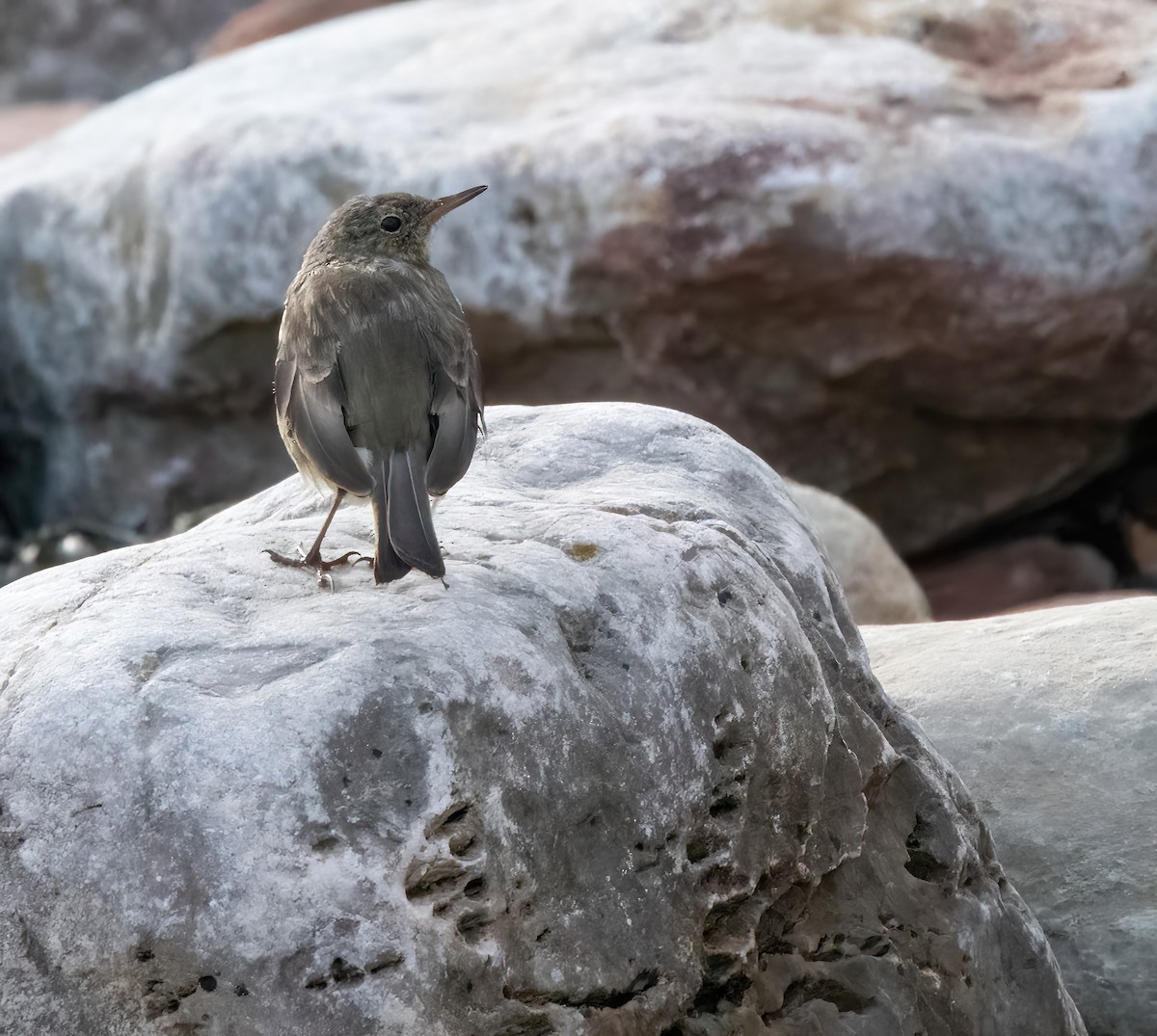 Rock Pipit - ML641009385