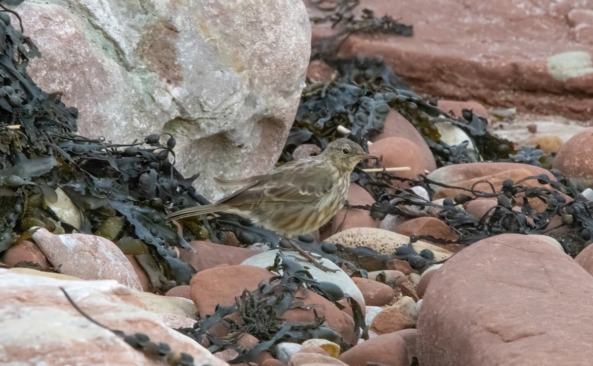 Rock Pipit - ML641009386