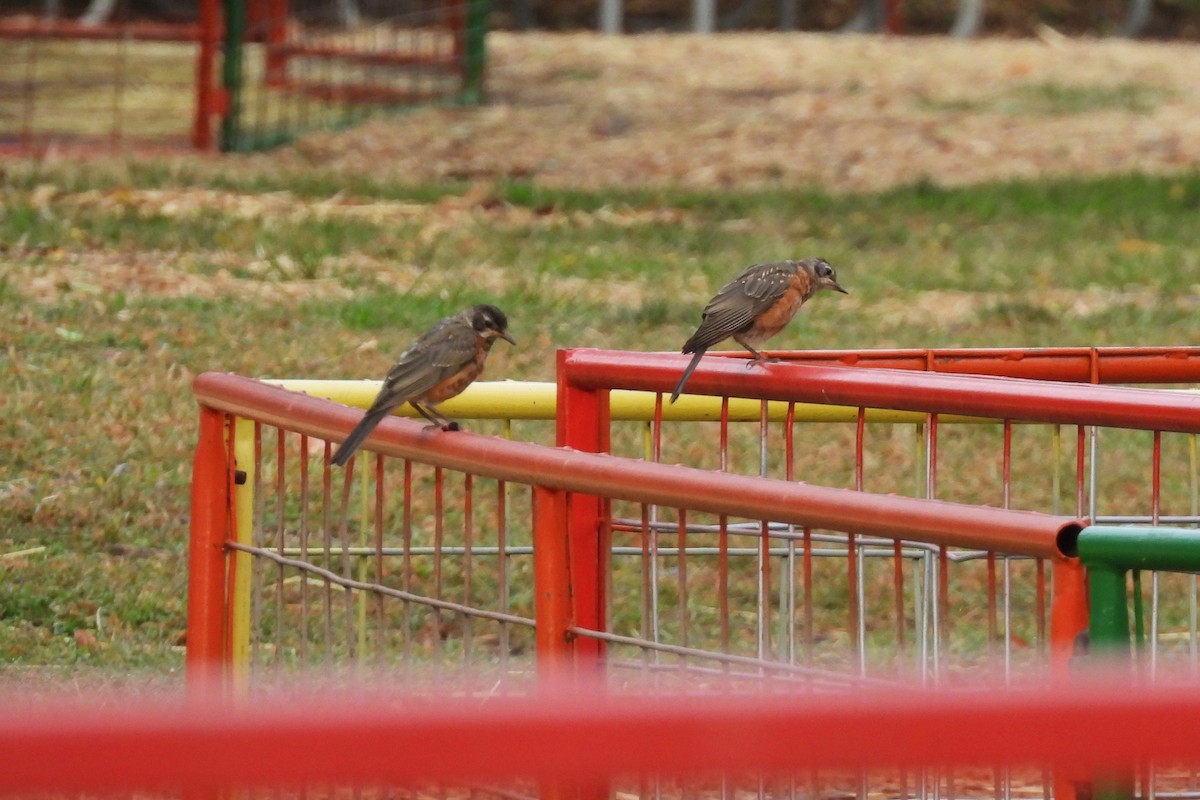 American Robin - ML641009394