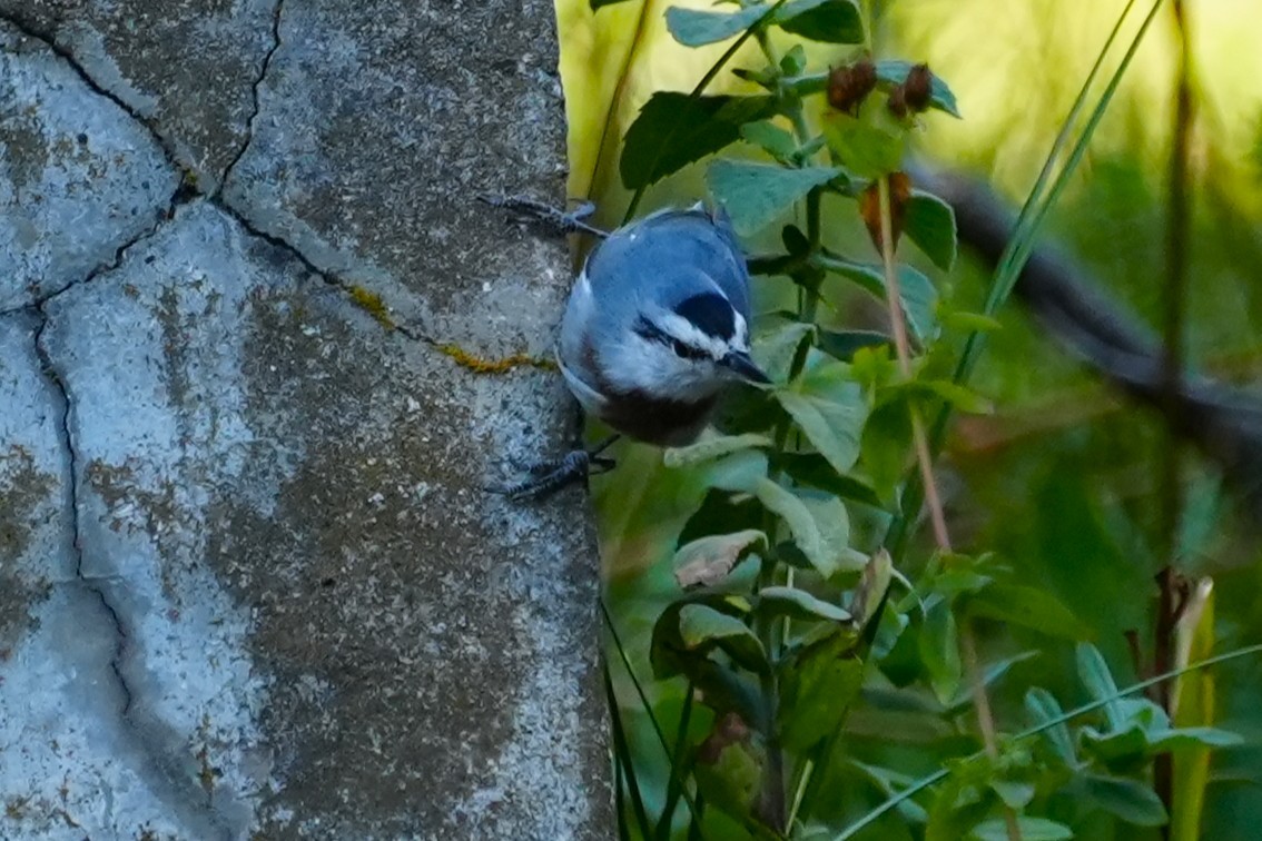 Krüper's Nuthatch - ML641009395