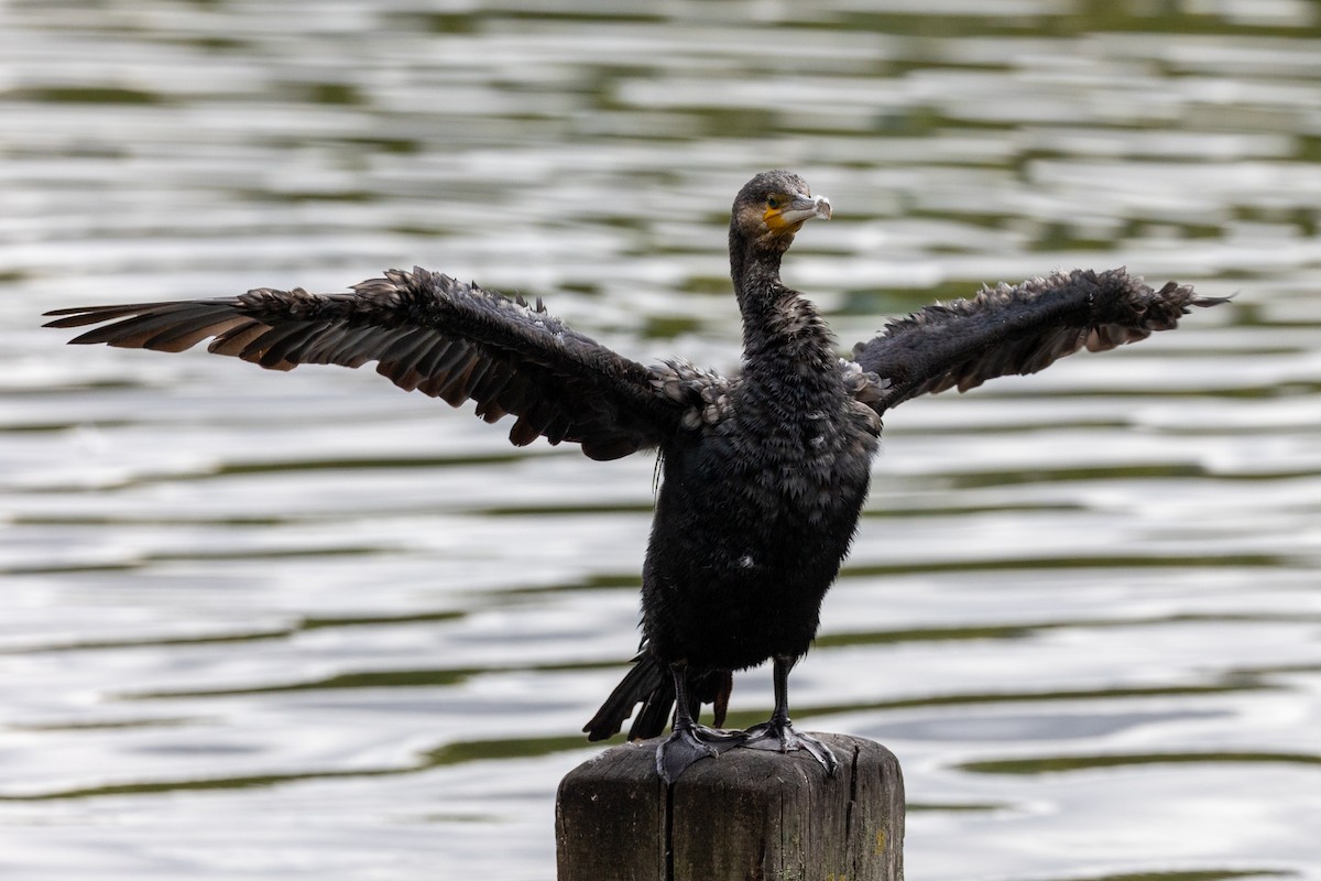 Great Cormorant - ML641009396