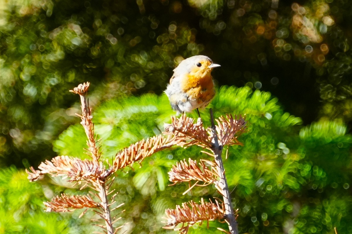 European Robin - ML641009414