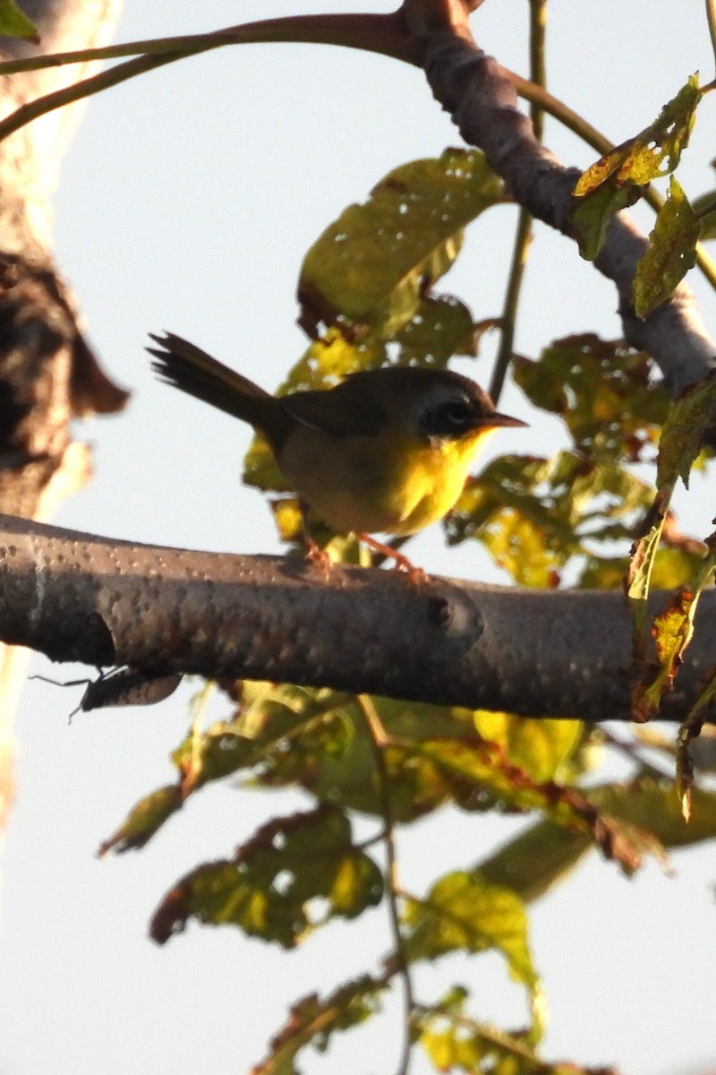 Common Yellowthroat - ML641009417