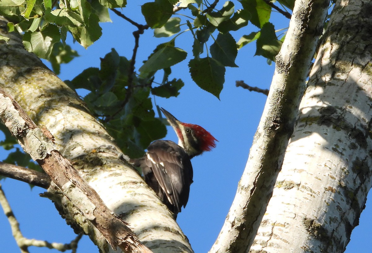 Pileated Woodpecker - ML641009431