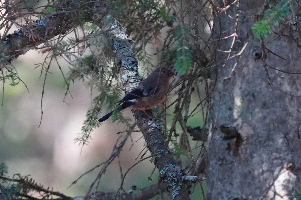 Eurasian Bullfinch - ML641009440