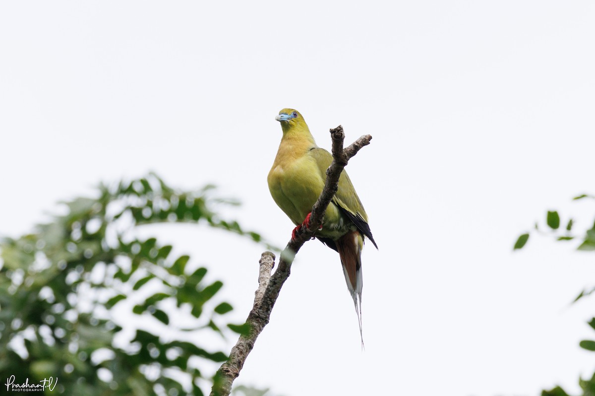 Pin-tailed Green-Pigeon - ML641009441