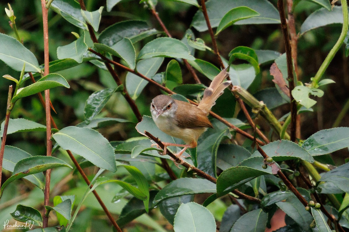 Rufescent Prinia - ML641009454