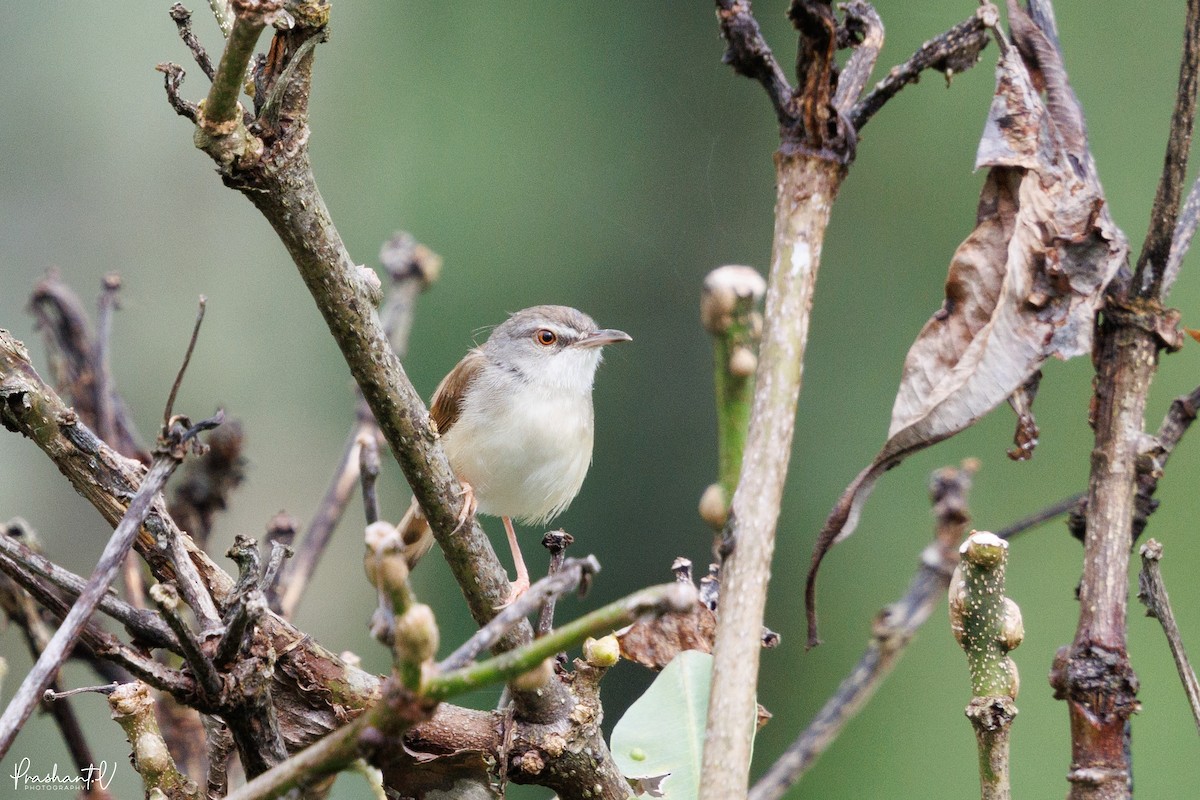Rufescent Prinia - ML641009455