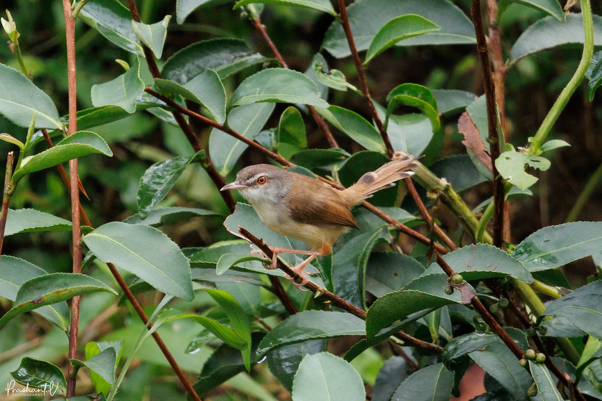 Rufescent Prinia - ML641009456