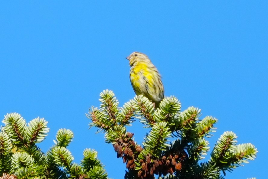 European Serin - ML641009490