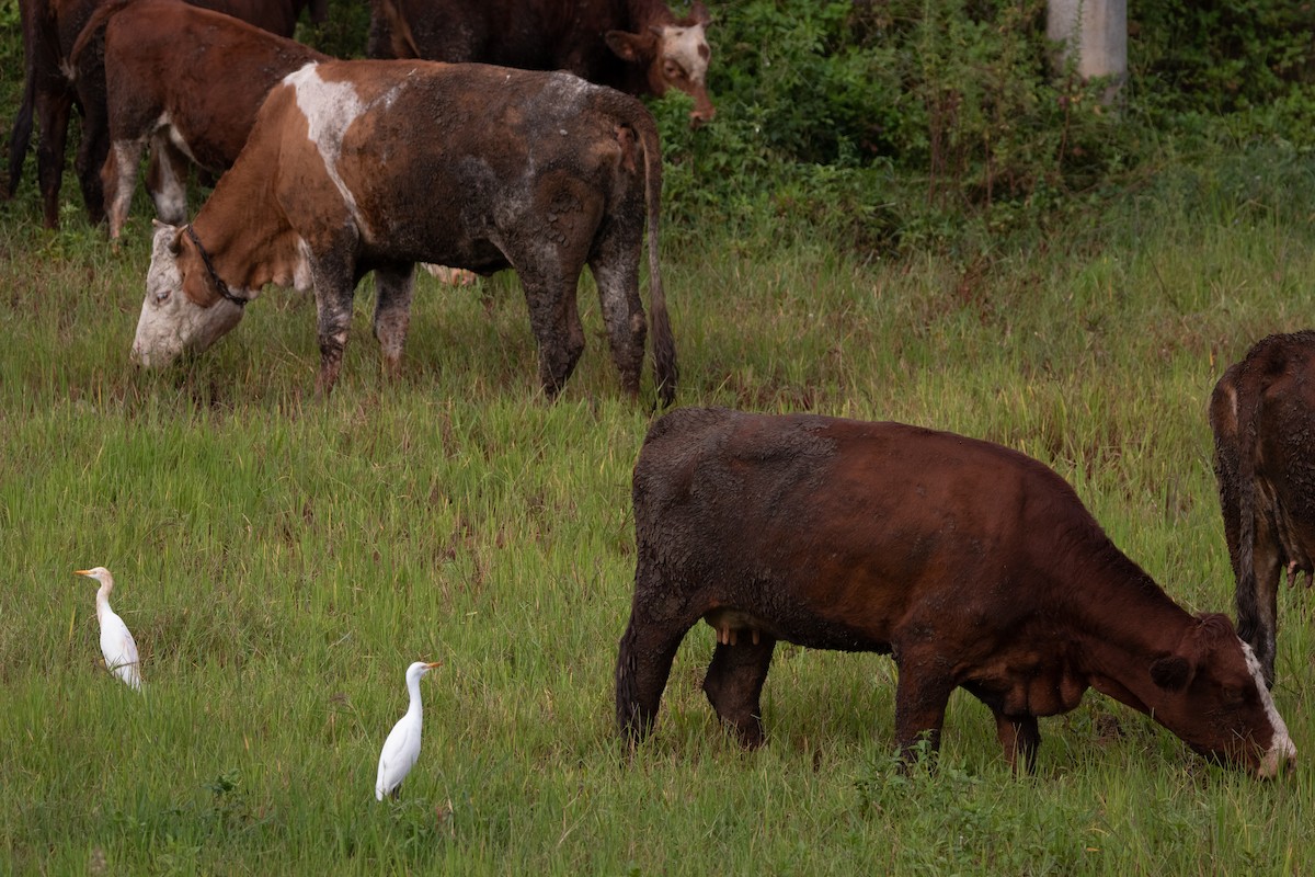 Eastern Cattle-Egret - ML641009524