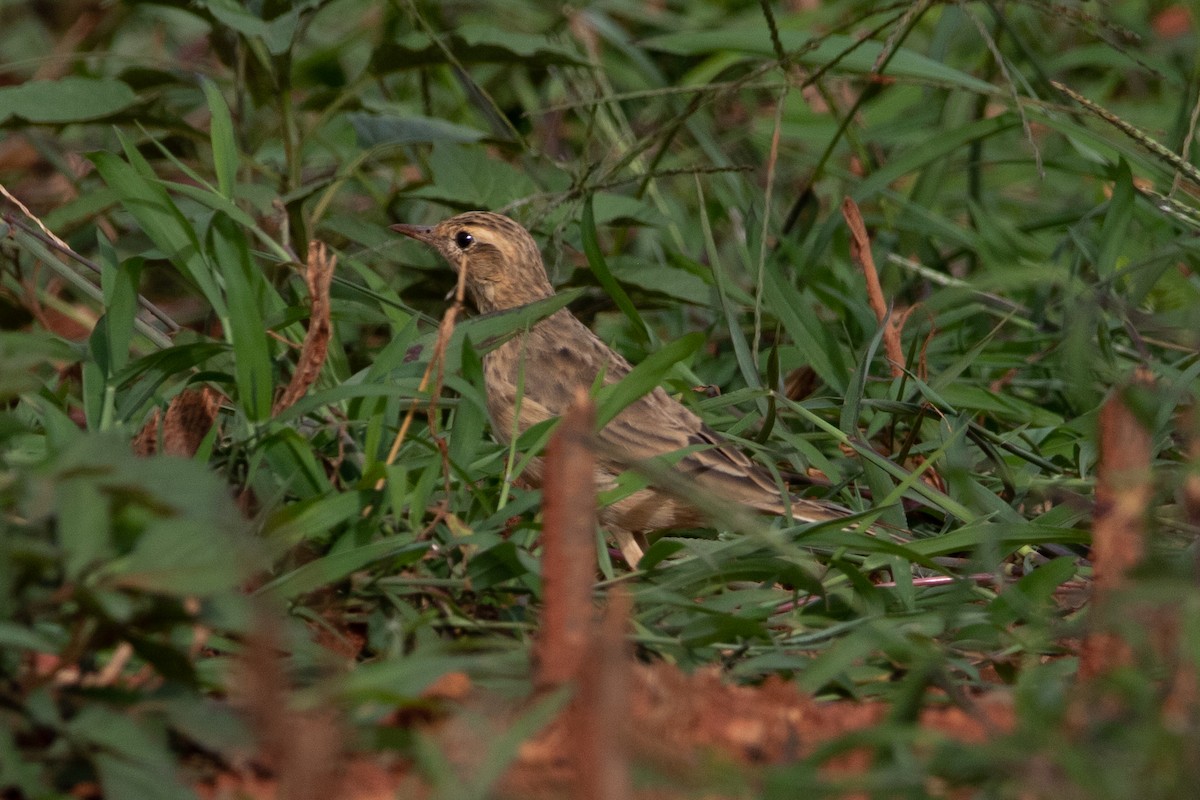 Richard's Pipit - ML641009547