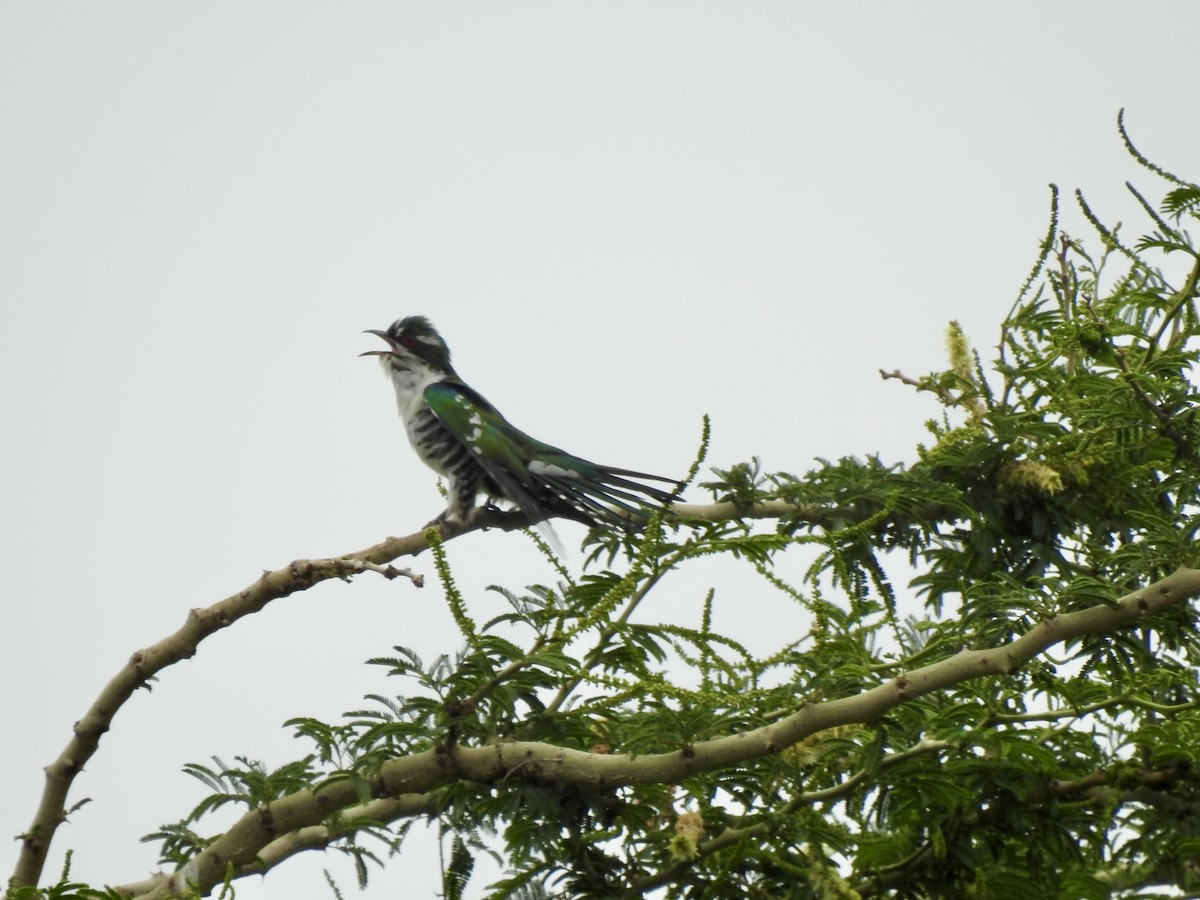 Dideric Cuckoo - ML641009572