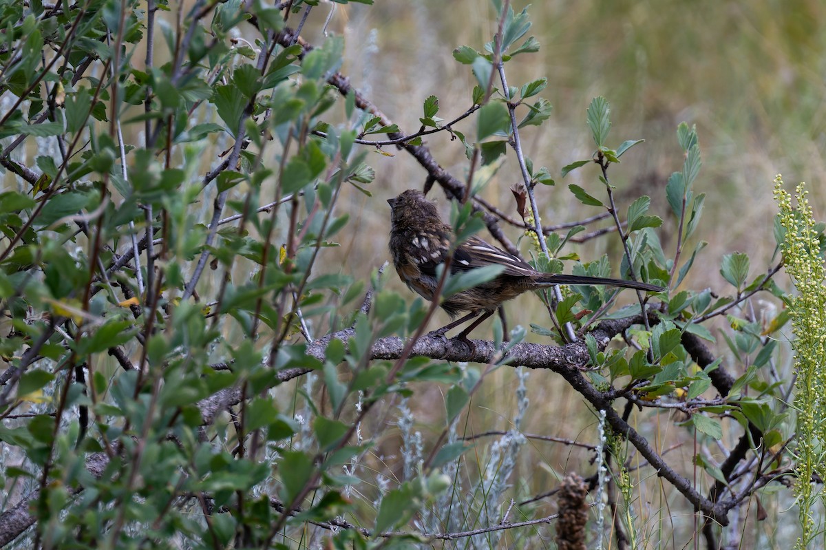 Spotted Towhee - ML641009627