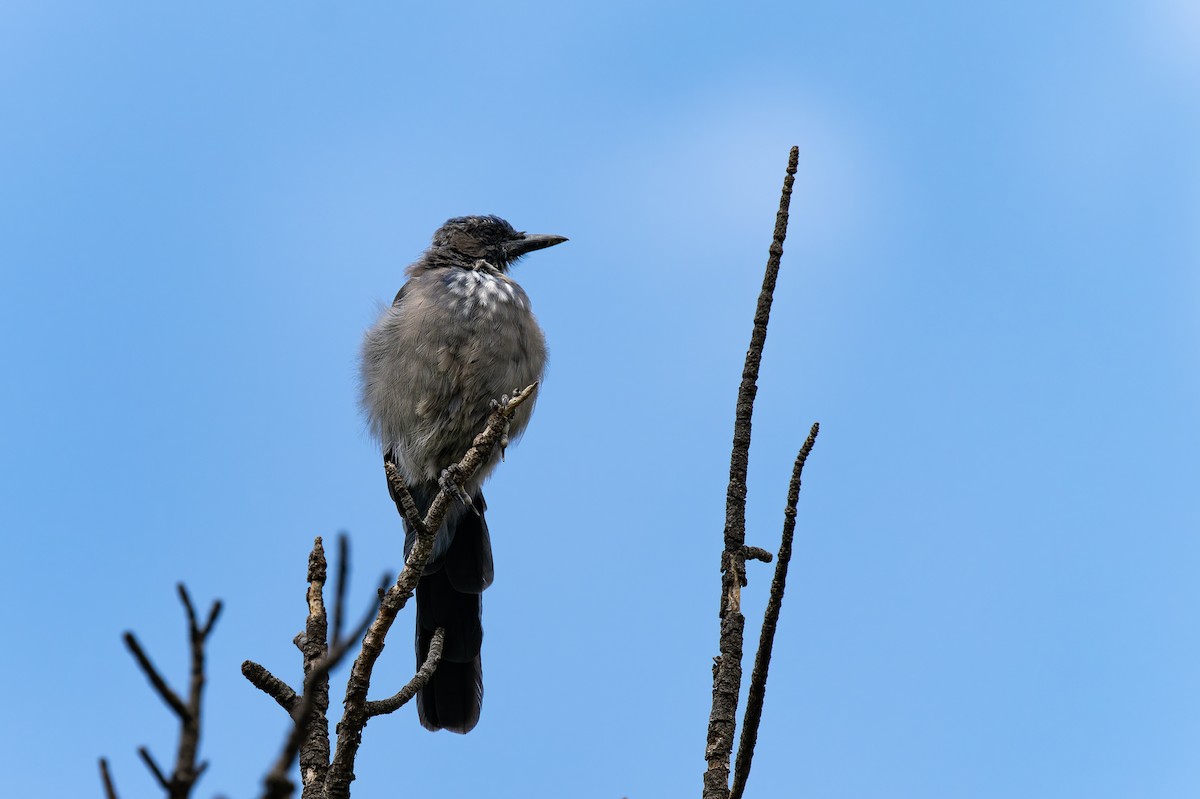 Woodhouse's Scrub-Jay - ML641009640