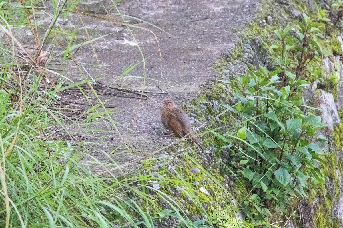 Streaked Laughingthrush - ML641009665