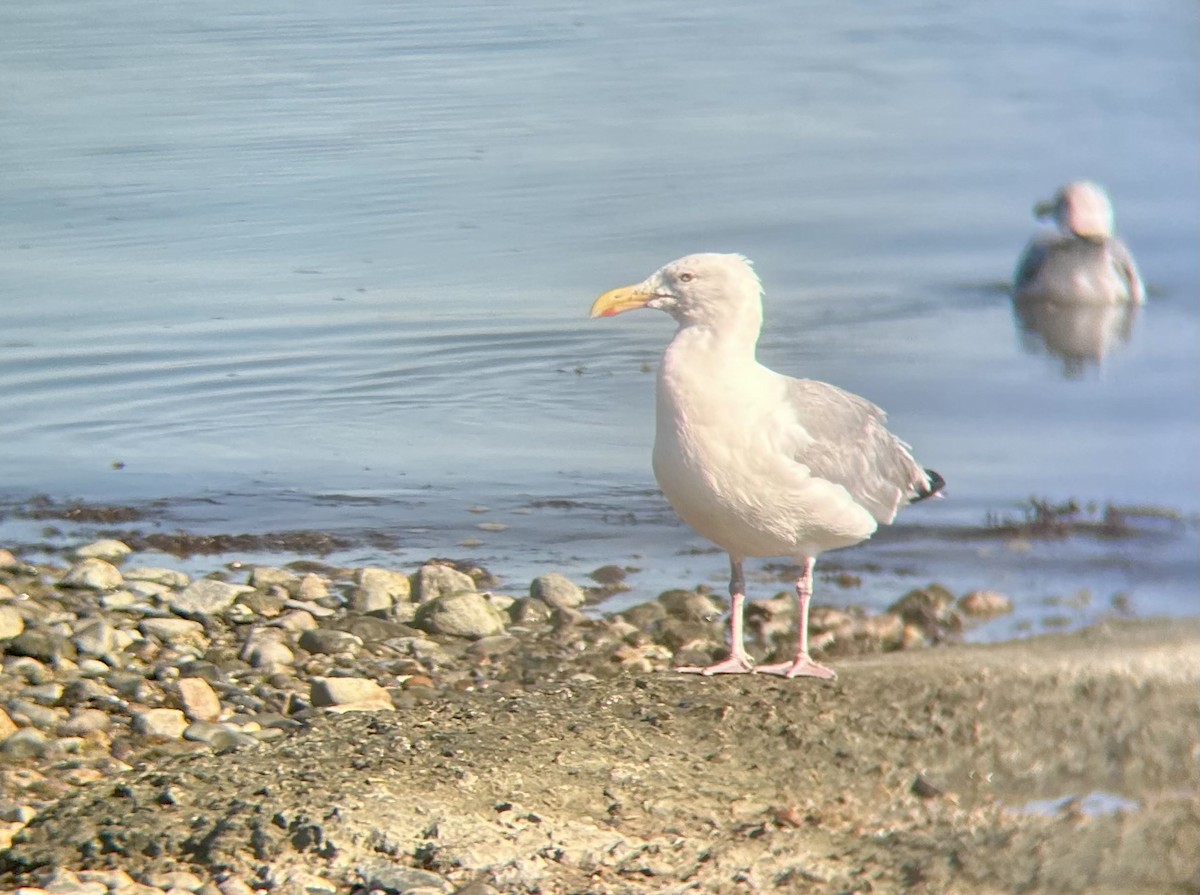 American Herring Gull - ML641009668