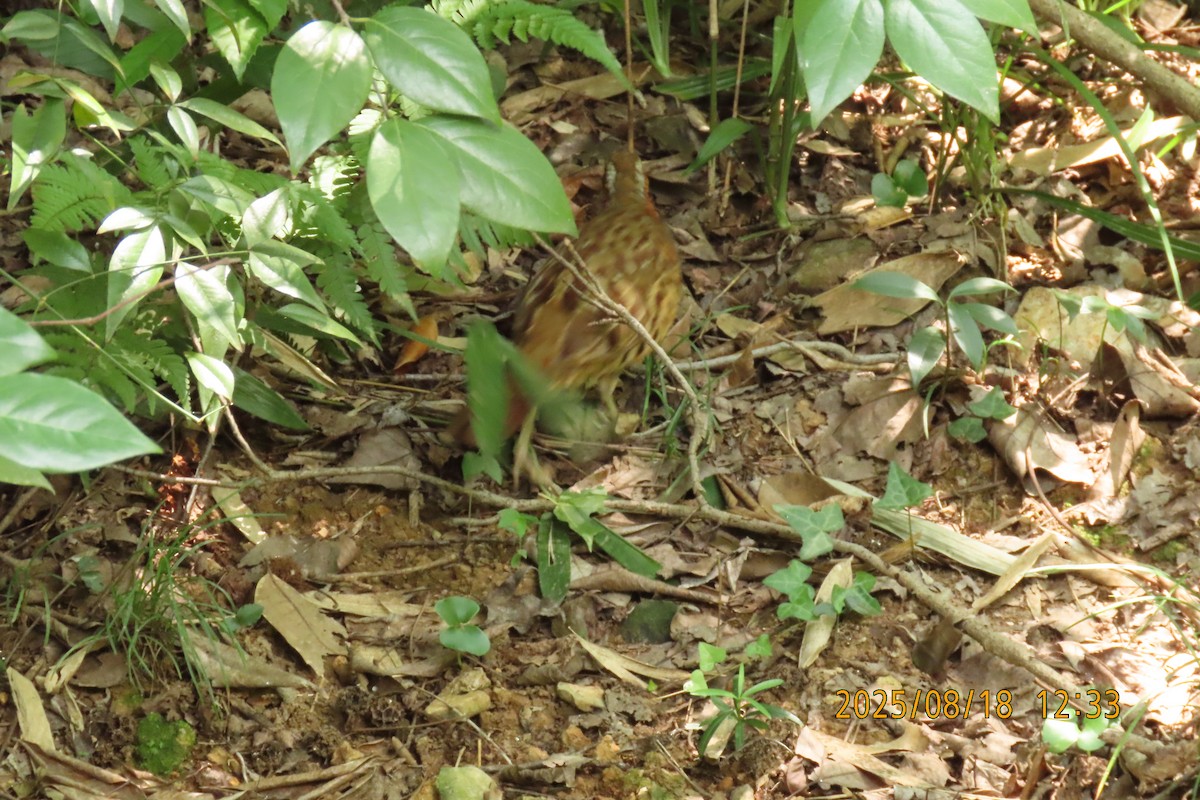 Chinese Bamboo-Partridge - ML641009677