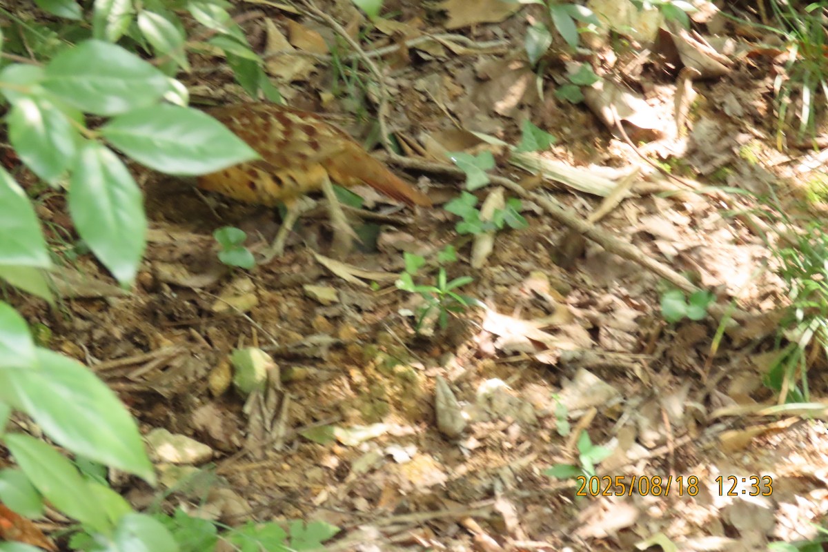 Chinese Bamboo-Partridge - ML641009678