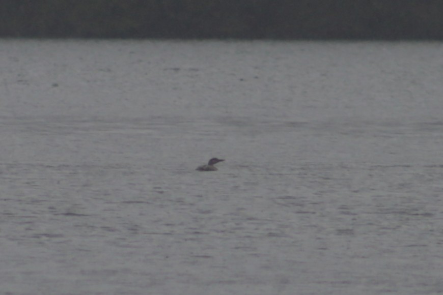 Plongeon à bec blanc - ML641009693