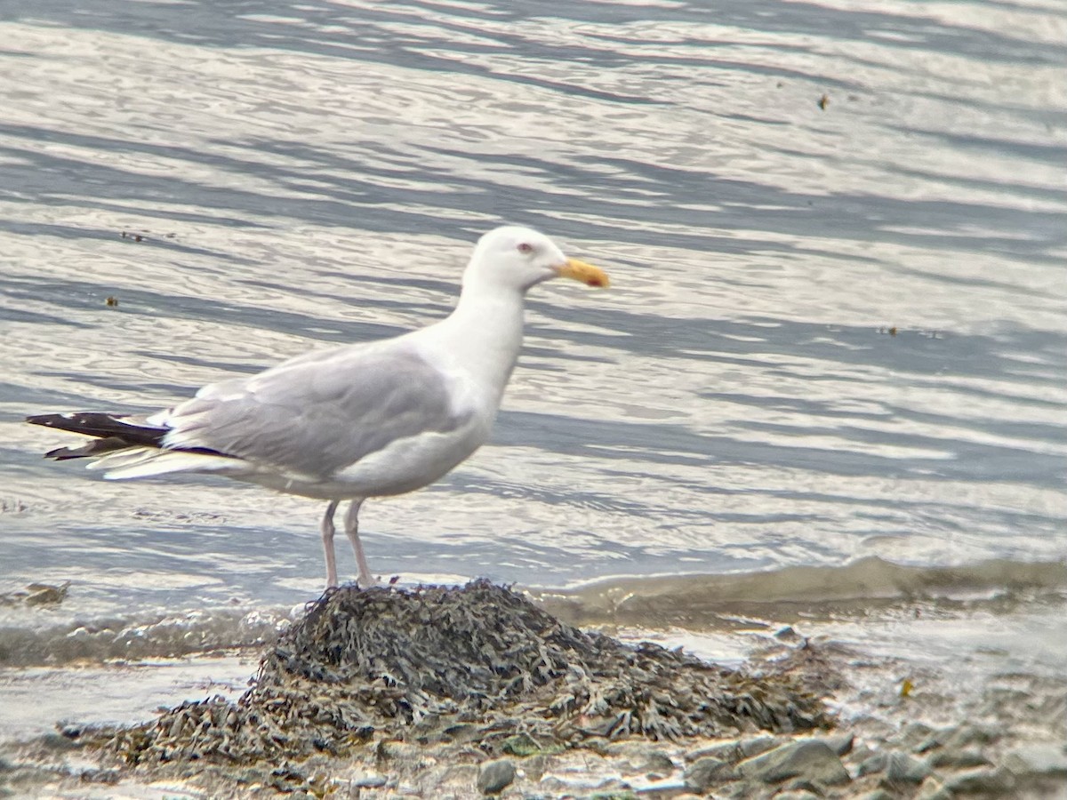 American Herring Gull - ML641009696