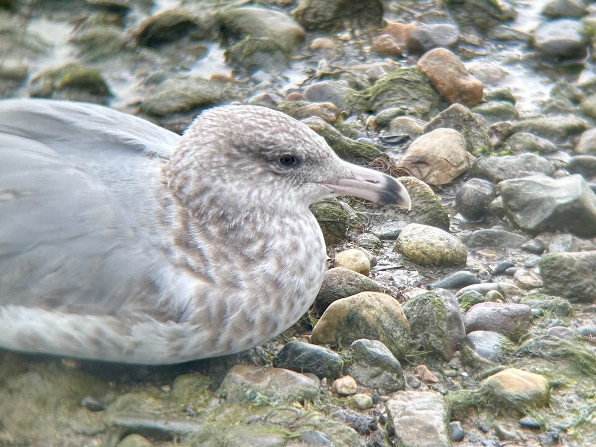 American Herring Gull - ML641009699