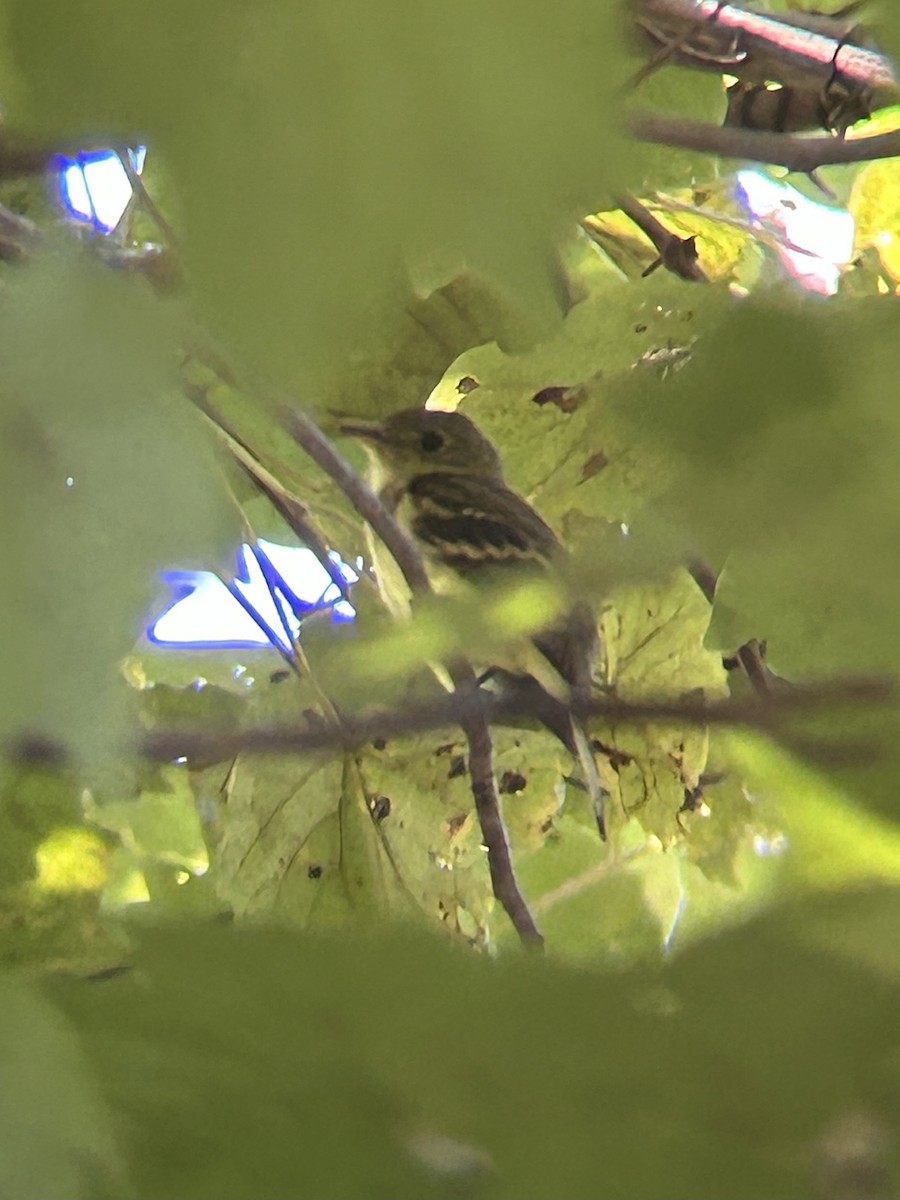 Acadian Flycatcher - ML641009856