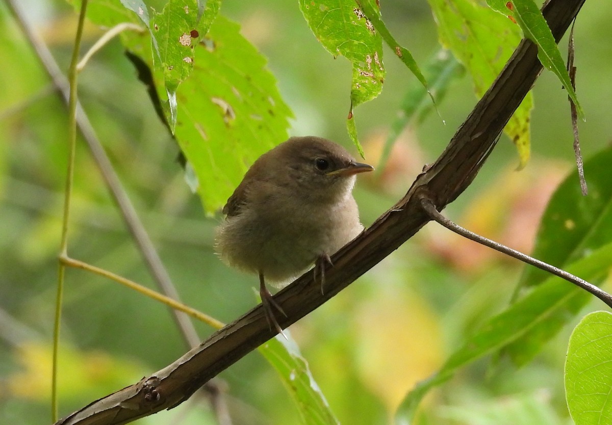 Northern House Wren - ML641009865