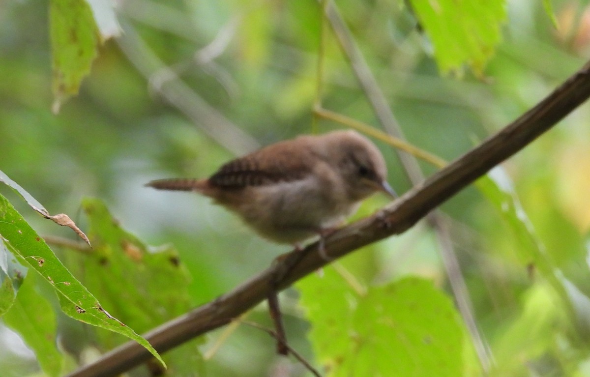 Northern House Wren - ML641009867
