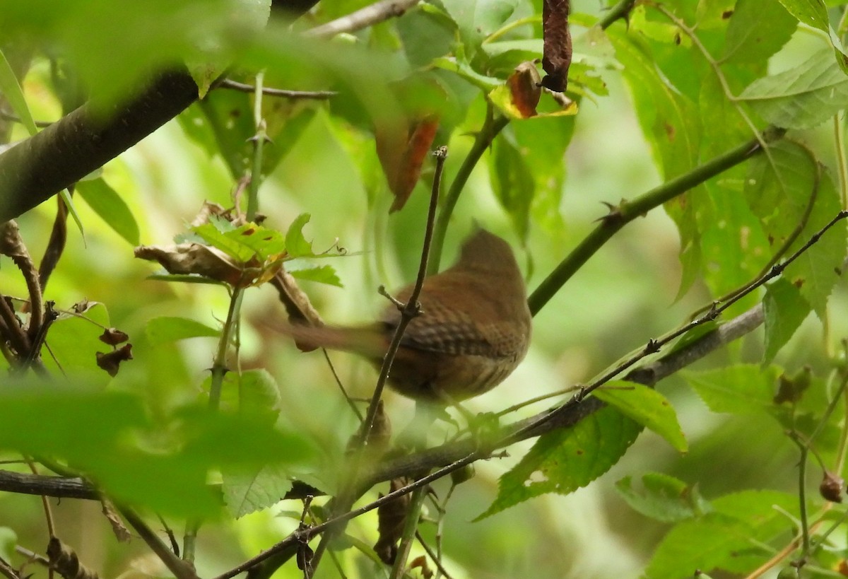 Northern House Wren - ML641009868