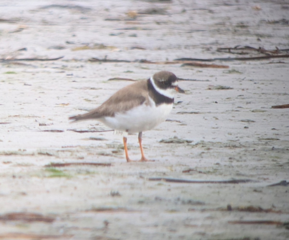 Semipalmated Plover - ML641009875