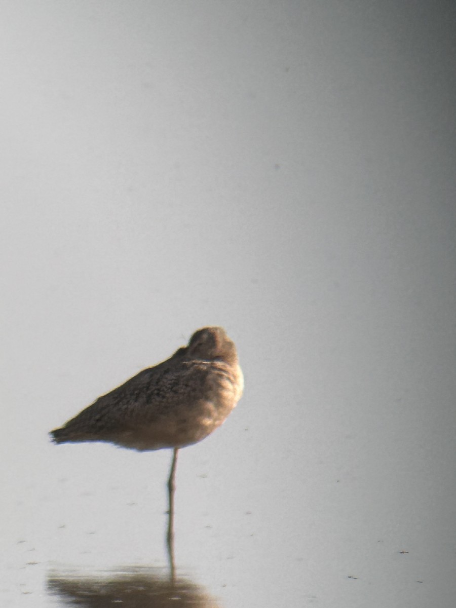 Marbled Godwit - ML641009880