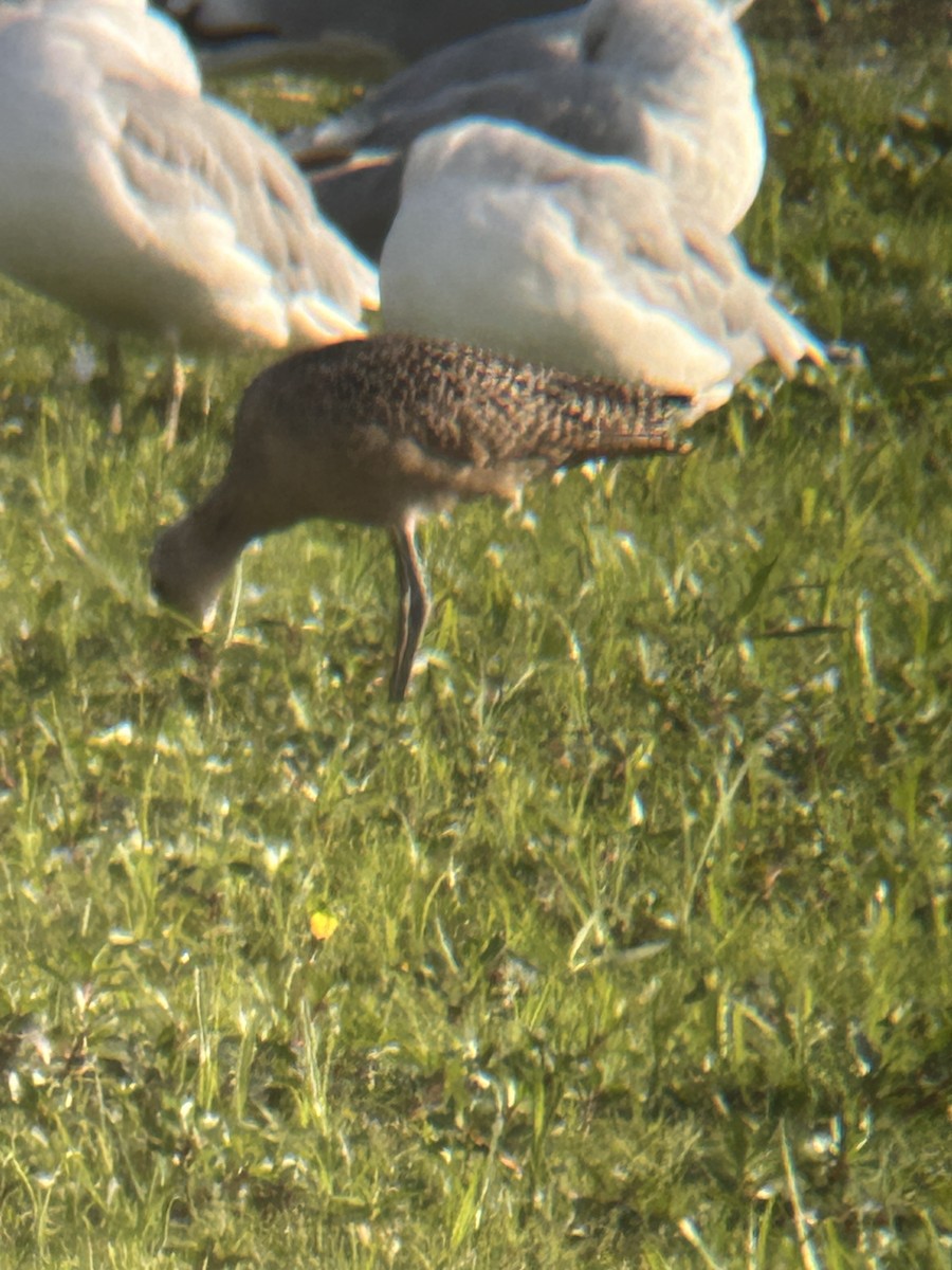 Marbled Godwit - ML641009881