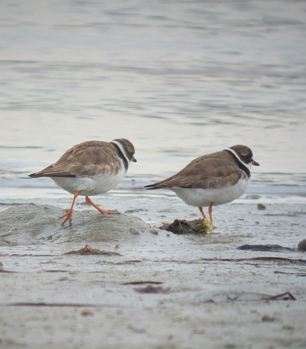 Semipalmated Plover - ML641009891