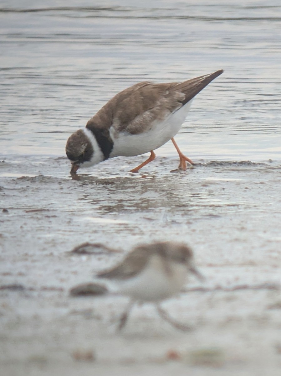 Semipalmated Plover - ML641009892