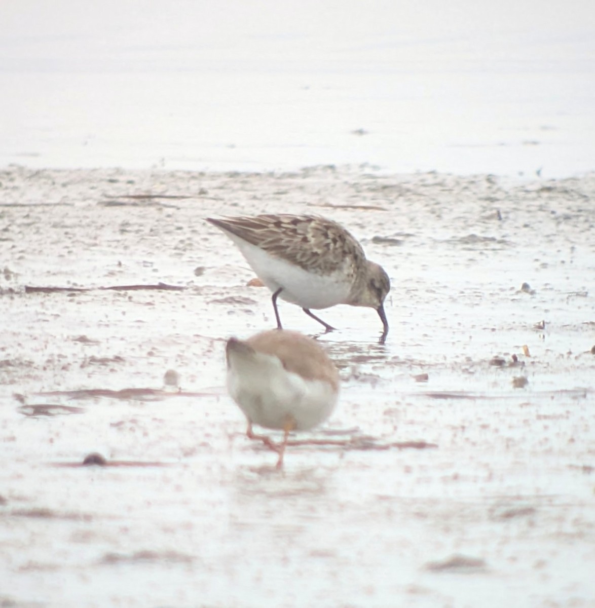 Semipalmated Sandpiper - ML641009895
