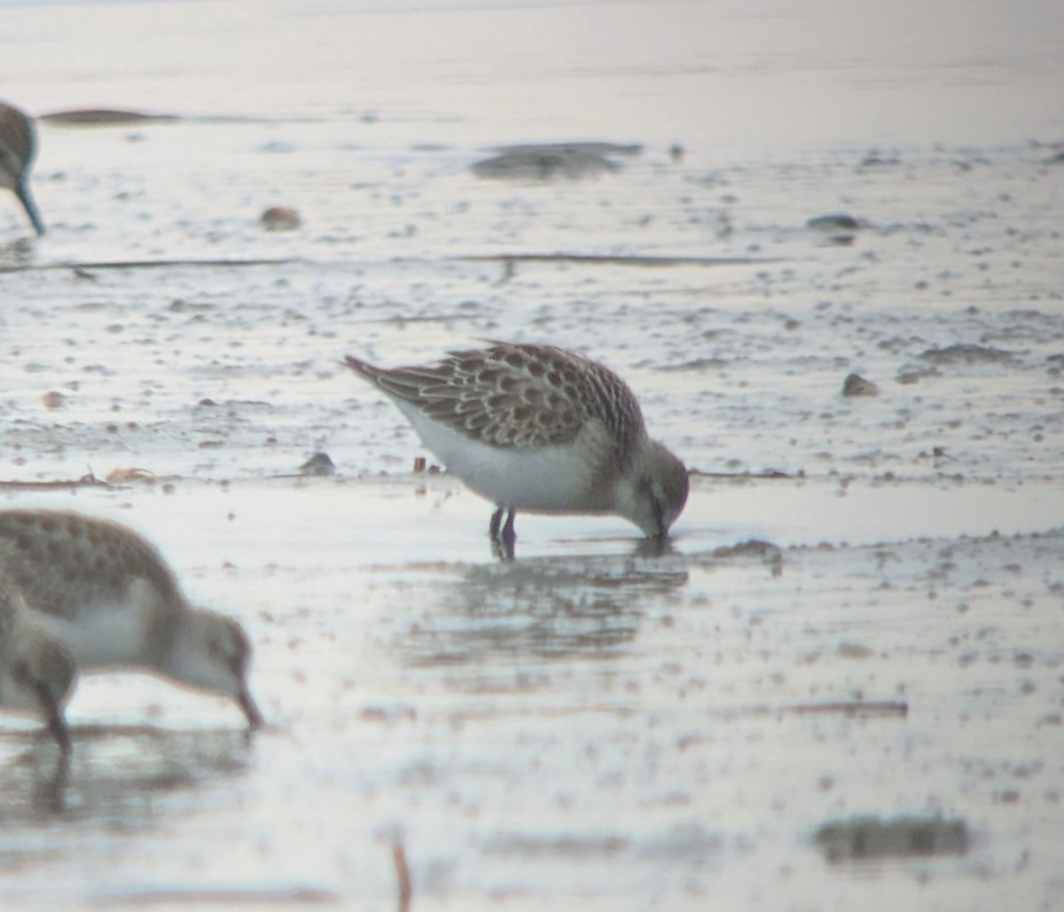 Semipalmated Sandpiper - ML641009896