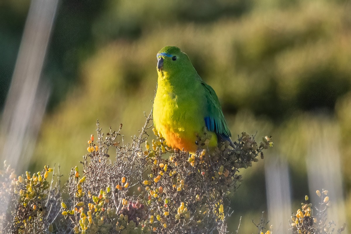 Orange-bellied Parrot - ML641009915