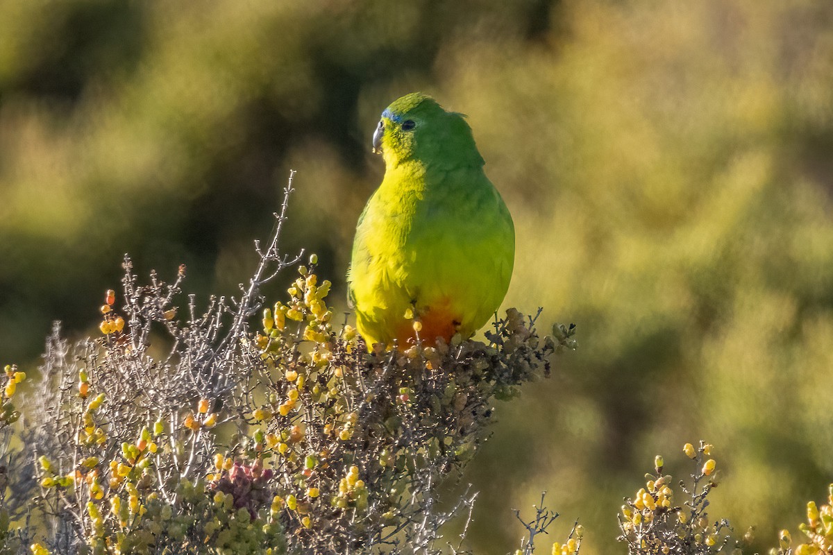 Orange-bellied Parrot - ML641009918