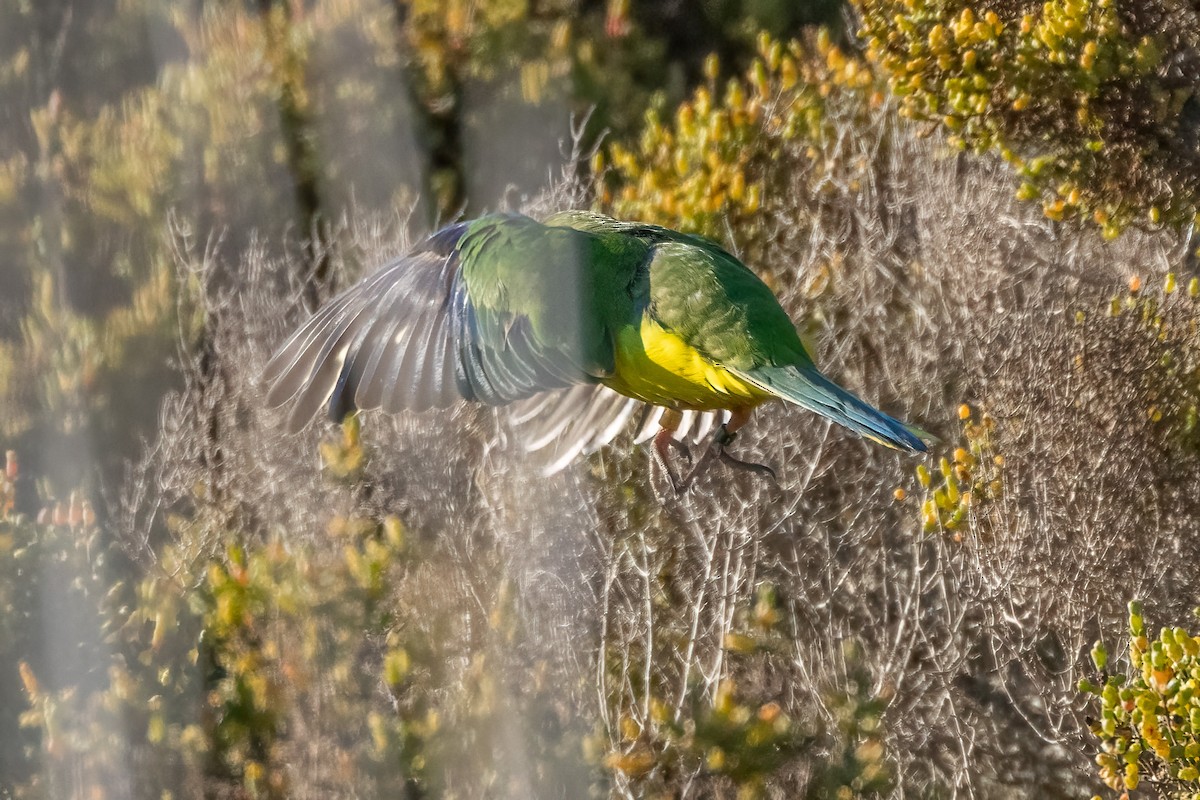 Orange-bellied Parrot - ML641009921