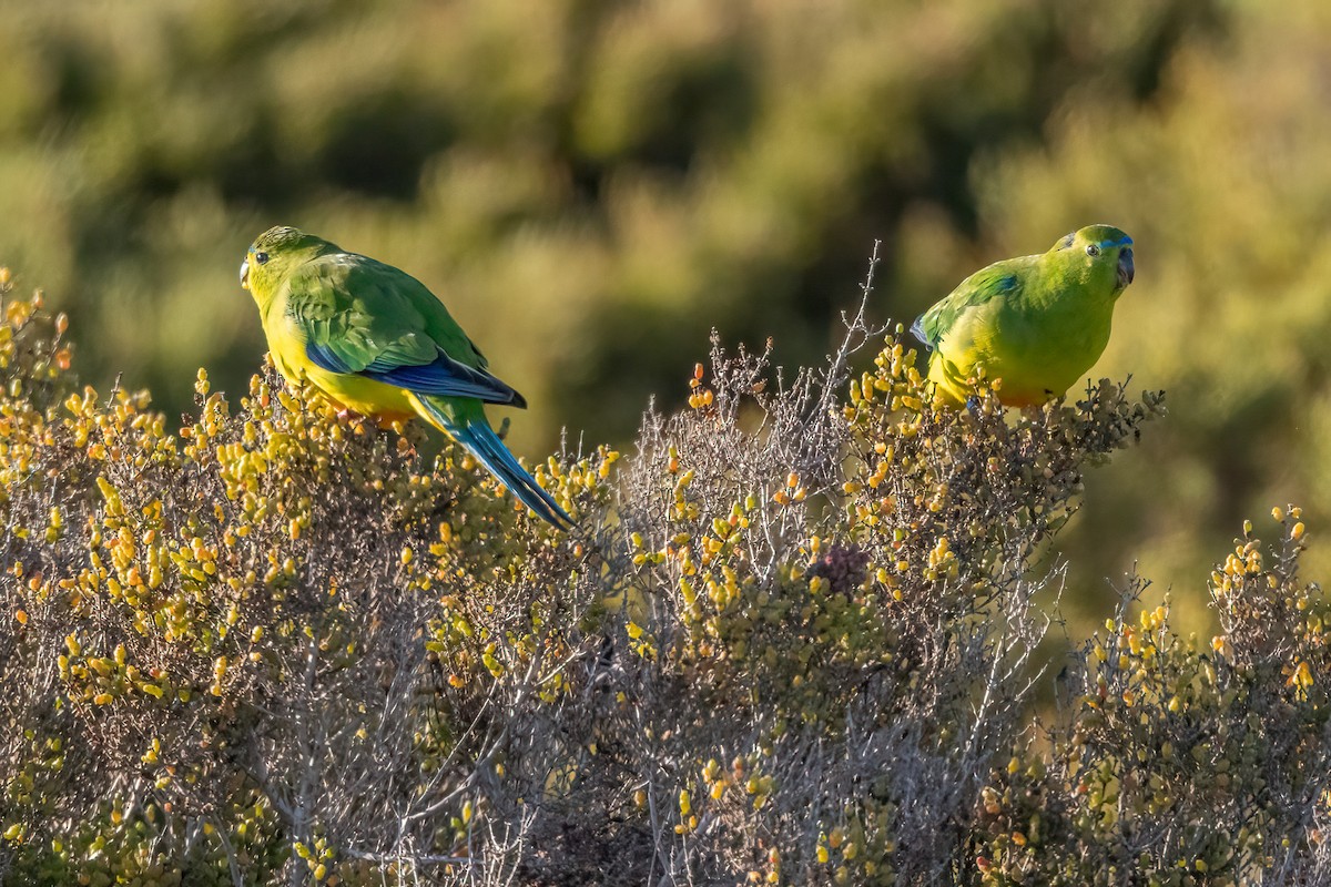Orange-bellied Parrot - ML641009922