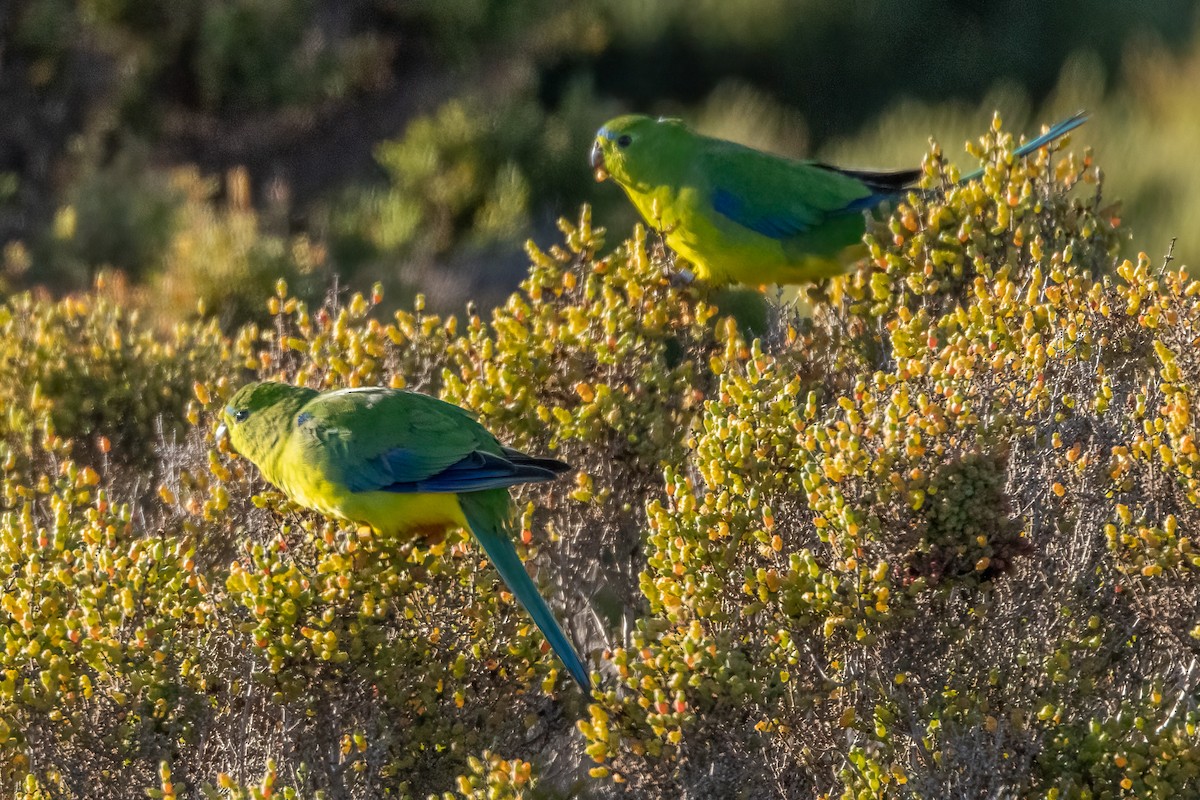 Orange-bellied Parrot - ML641009923